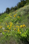 Arrowleaf Balsamroot in hillside meadow