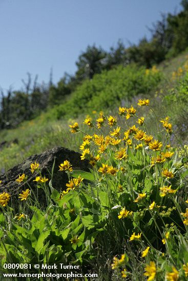 Arrowleaf Balsamroot in hillside meadow