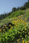 Arrowleaf Balsamroot in hillside meadow