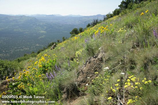Arrowleaf Balsamroot, Spurred Lupines, Buckwheat in hillside meadow