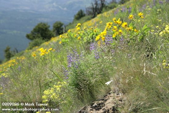 Spurred Lupines, Arrowleaf Balsamroot, Buckwheat in hillside meadow