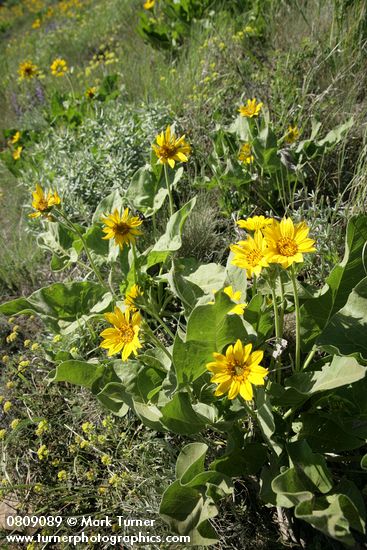 Arrowleaf Balsamroot