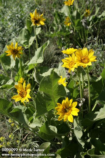Arrowleaf Balsamroot