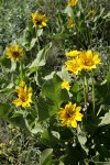 Arrowleaf Balsamroot