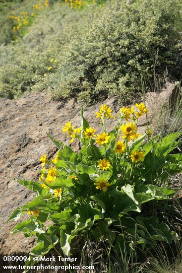 Arrowleaf Balsamroot w/ Bitterbrush soft bkgnd