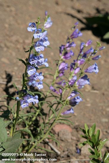 Showy Penstemon