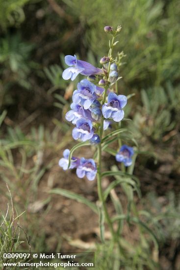 Showy Penstemon