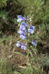 Showy Penstemon