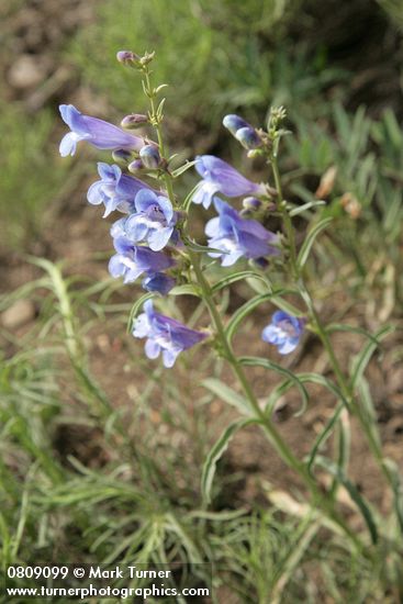Showy Penstemon