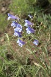 Showy Penstemon