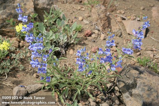 Showy Penstemon
