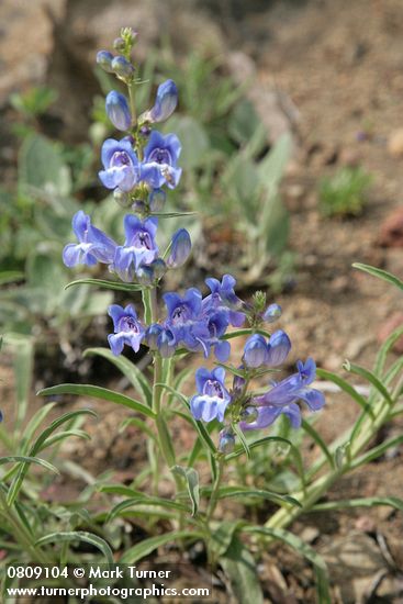 Showy Penstemon