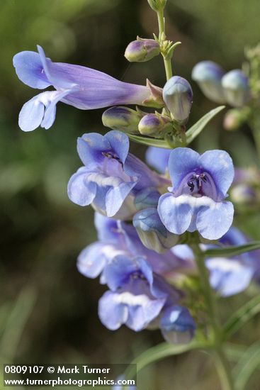 Showy Penstemon blossoms detail