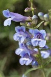 Showy Penstemon blossoms detail