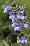 Showy Penstemon blossoms detail