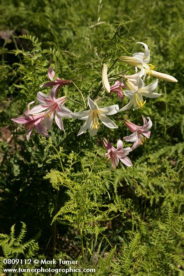 Washington Lily among Bracken Ferns