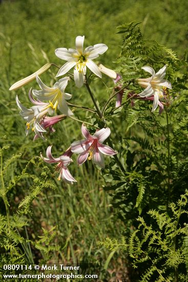 Washington Lily among Bracken Ferns