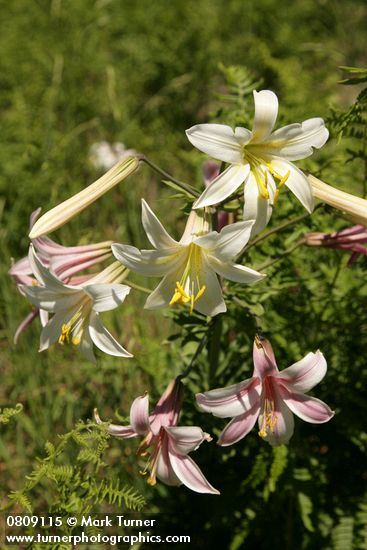 Washington Lily blossoms