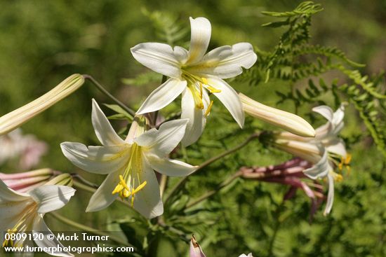 Washington Lily blossoms