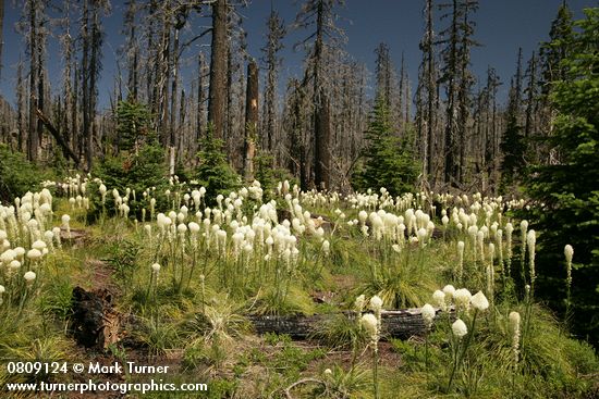 Bear Grass at edge of burned forest
