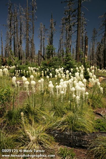 Bear Grass at edge of burned forest