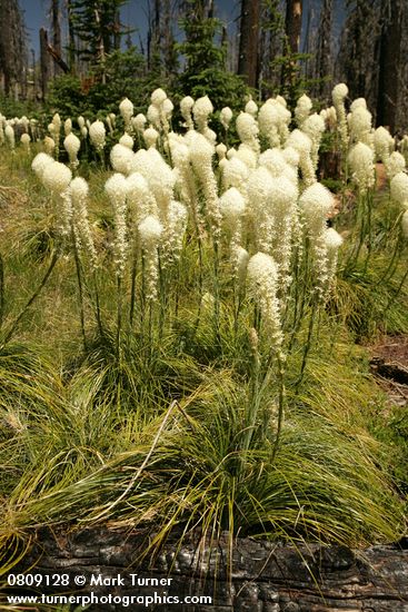 Bear Grass