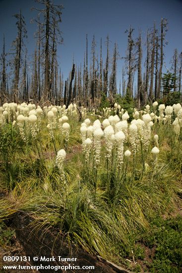 Bear Grass at edge of burned forest