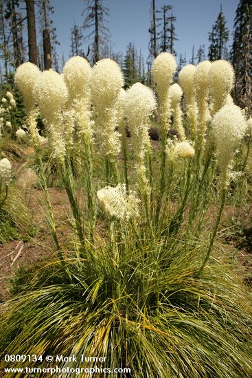 Bear Grass