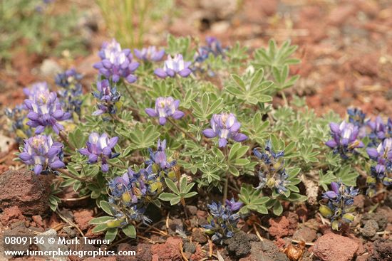 Dwarf Lupine on pumice