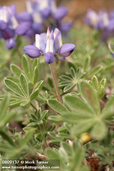 Dwarf Lupine blossoms & foliage