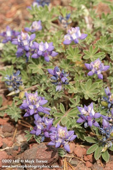 Dwarf Lupine on pumice