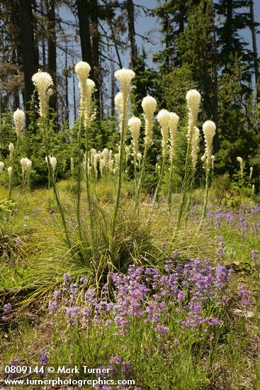 Bear Grass & Small-flowered Penstemon