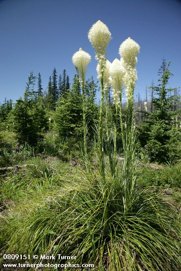 Bear Grass