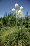 Bear Grass