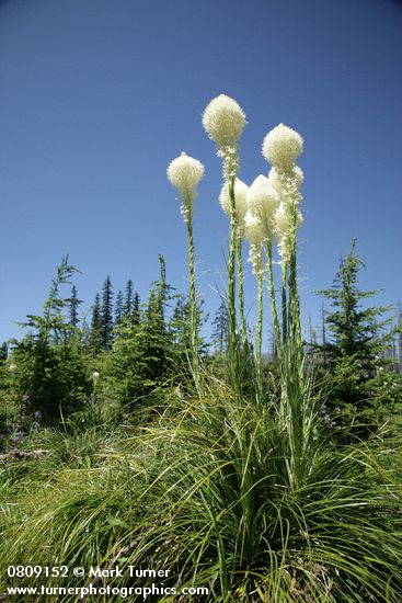 Bear Grass