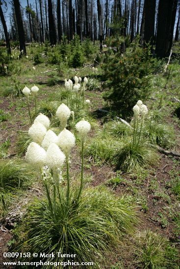 Bear Grass
