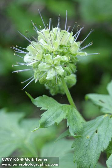 Pacific Waterleaf blossoms detail