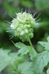 Pacific Waterleaf blossoms detail