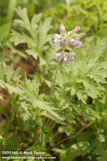 Western Waterleaf