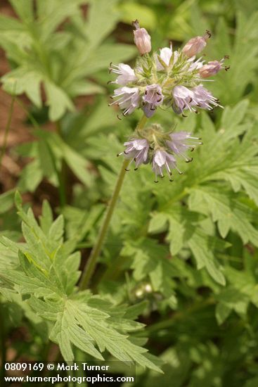 Western Waterleaf