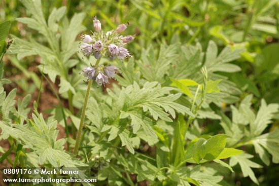 Western Waterleaf