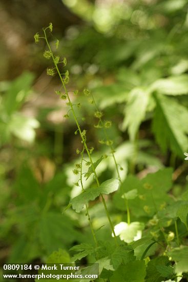 Leafy Mitrewort