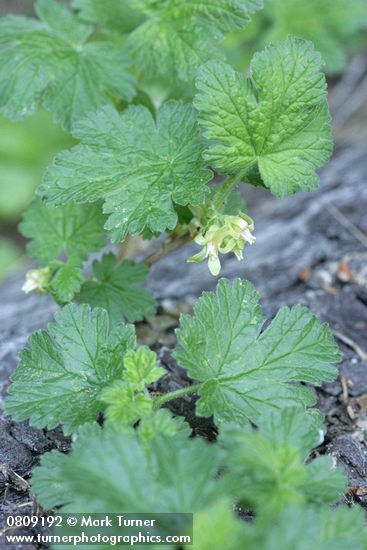 Ground Gooseberry blossoms & foliage