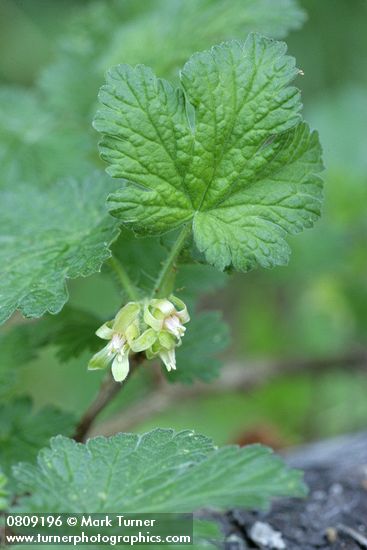 Ground Gooseberry blossoms & foliage detail