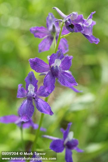 Menzies' Larkspur blossoms