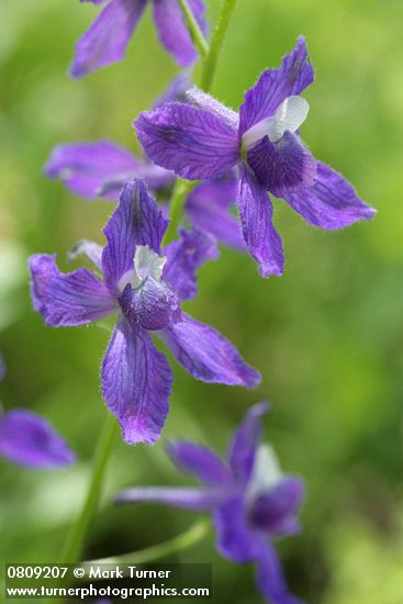 Menzies' Larkspur blossoms