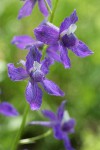 Menzies' Larkspur blossoms