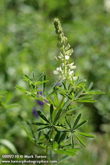 Sickle-keeled Lupine