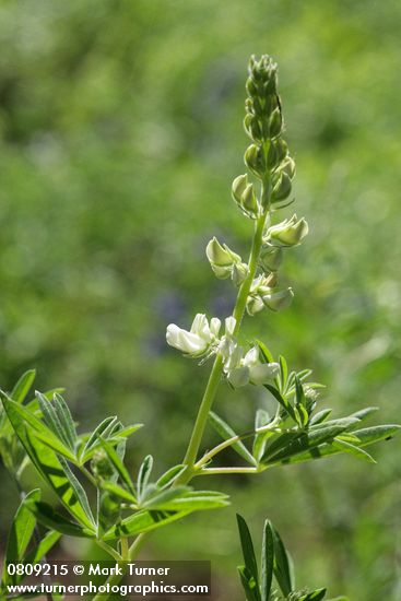 Sickle-keeled Lupine