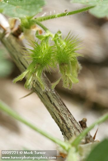 Ground Gooseberry immature fruit
